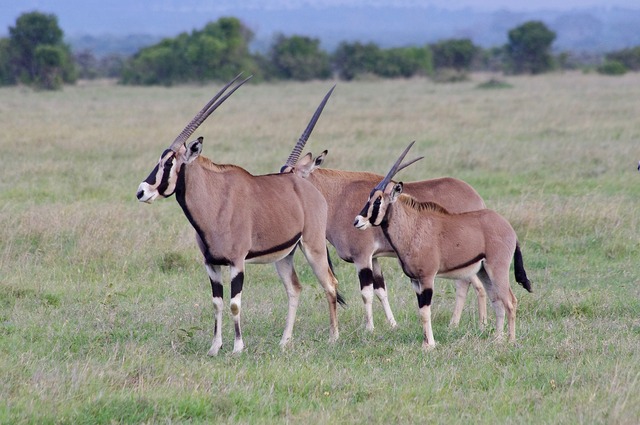 Beisa Oryx