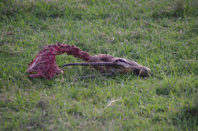 Cheetah kill