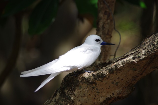 White Tern