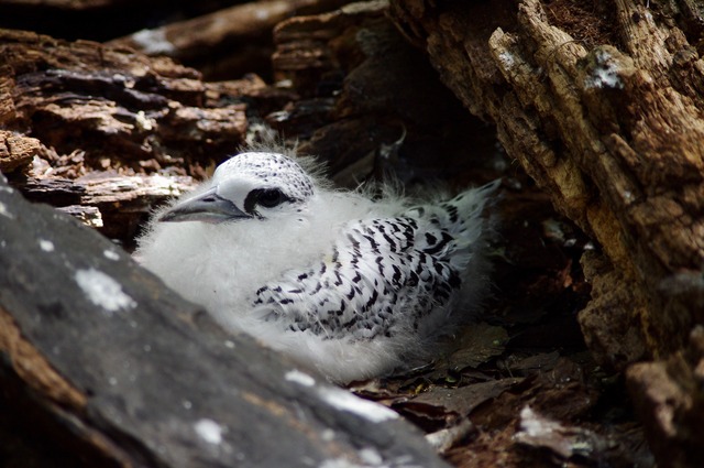 White-tailed Tropicbird juv