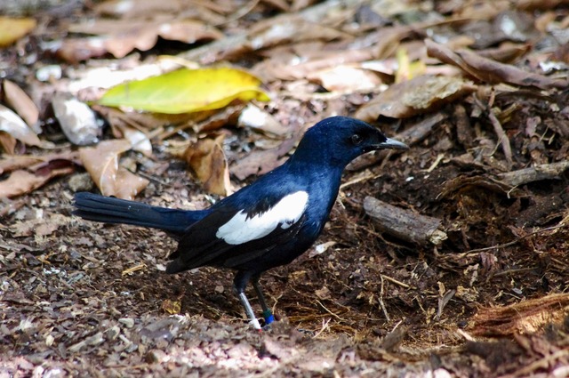 Seychelles Magpie Robin