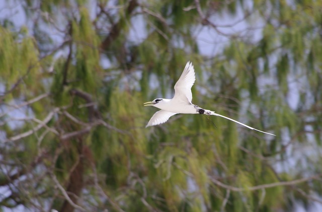 White-tailed Tropicbird