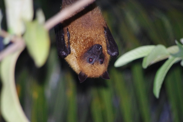 Seychelles Fruit Bat