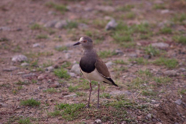 Black-winged Lapwing