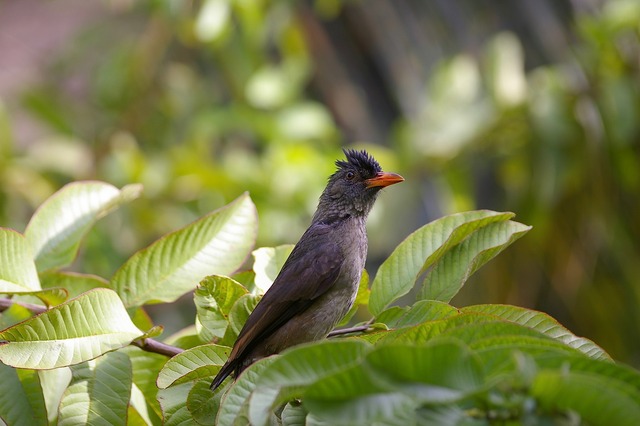 Seychelles Bulbul