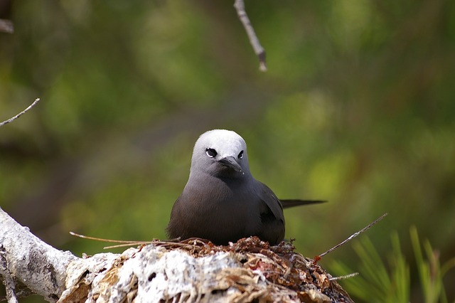 Lesser Noddy