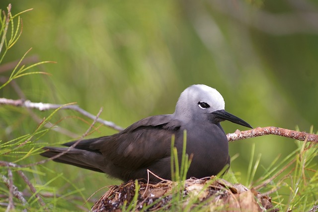 Lesser Noddy