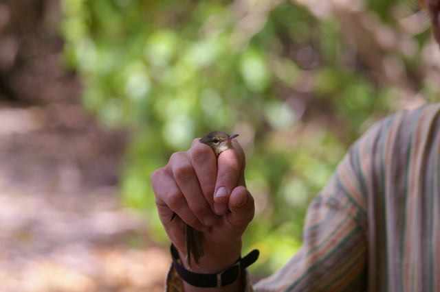 Seychelles warbler