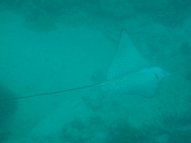 Sting ray