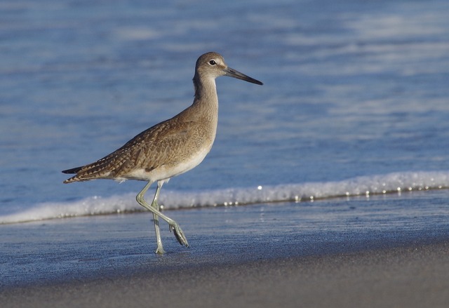 Willet