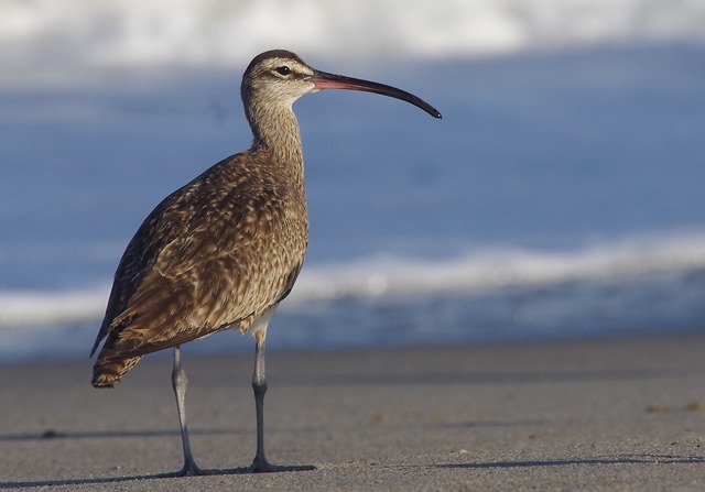 Whimbrel