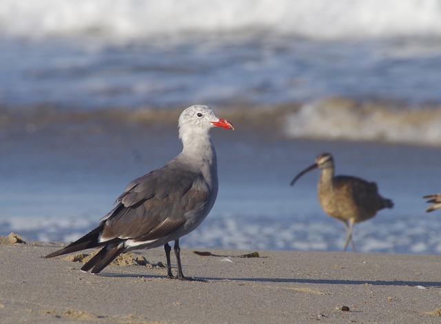 Heermann´s Gull