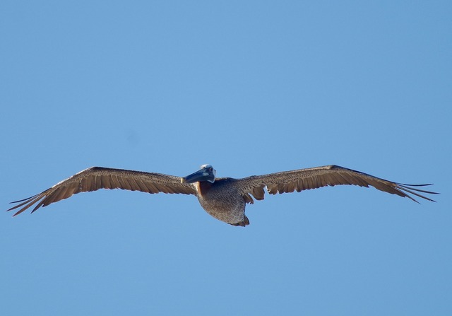 Brown Pelican