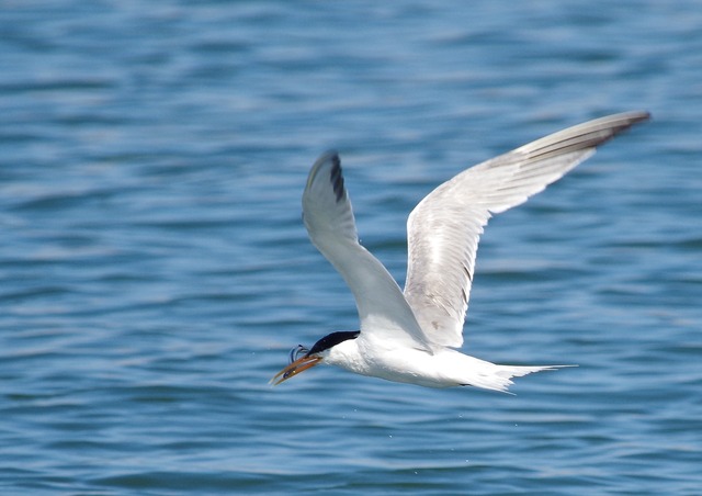 Elegant Tern