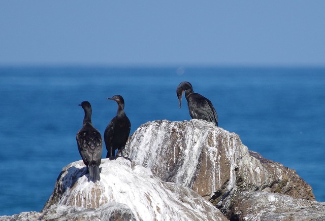 Brandt´s Cormorant