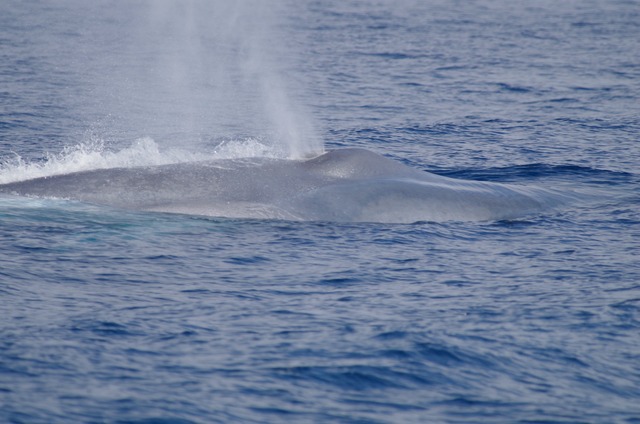 Blue Whale