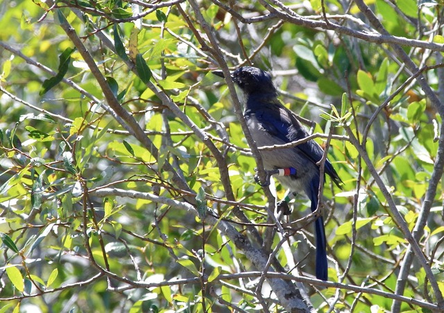 Island Scrub-Jay