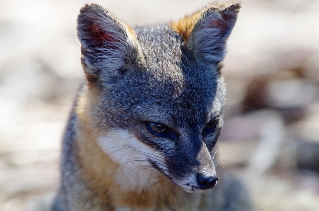 Island Fox