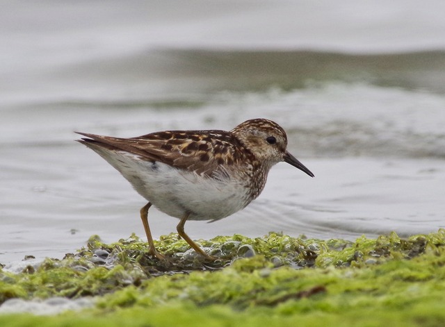 Least Sandpiper