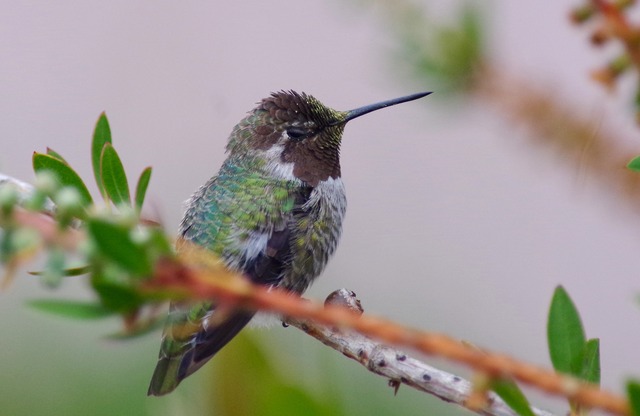 Anna´s Hummingbird