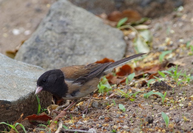 Dark-eyed Junco