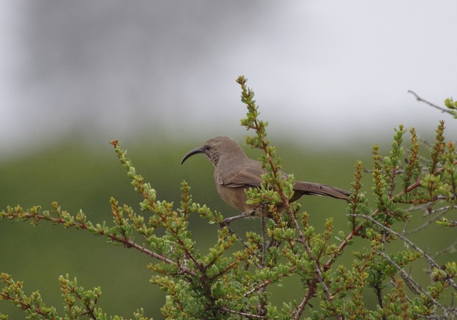 California Thrasher