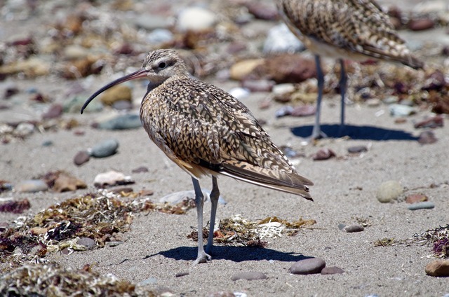 Whimbrel