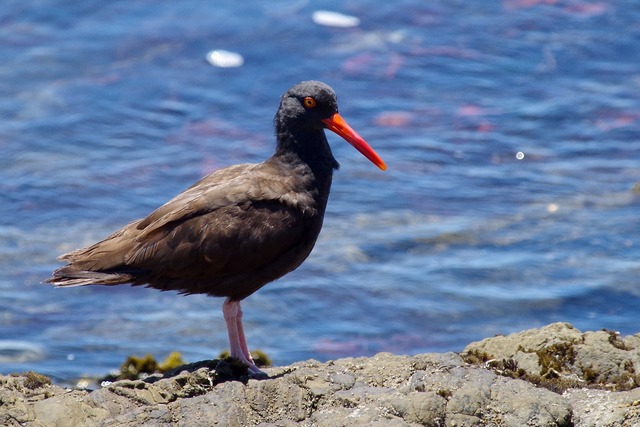 Black Oystercatcher