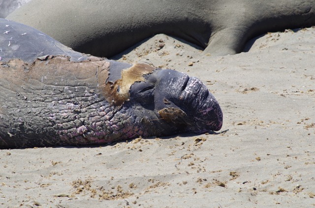 Elephant Seal 2