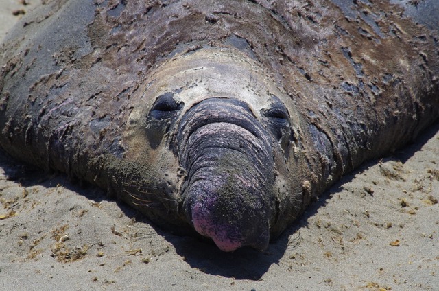 Elephant Seal