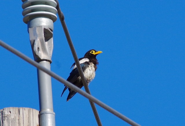 Yellow-billed Magpie