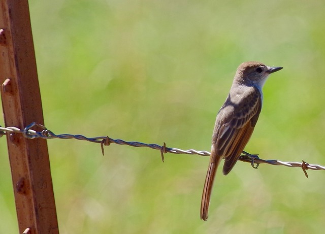 Ash-throated Flycatcher