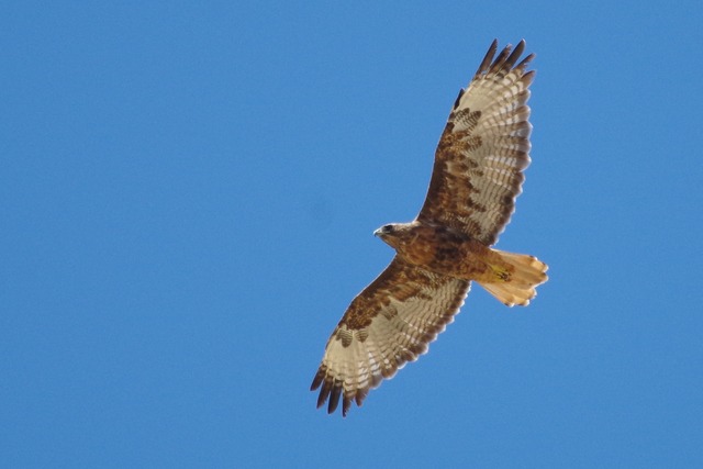 Red-tailed Hawk