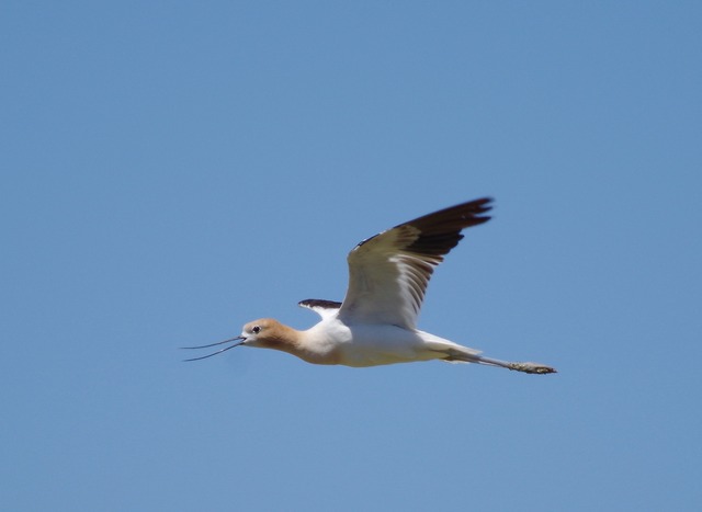 Am. Avocet