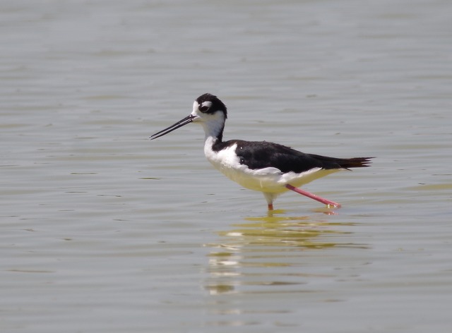 Black-winged Stilt