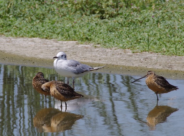 Bonaparte´s Gull