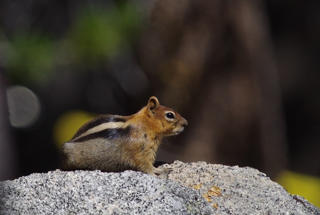 Golden-mantled Ground-squirrel