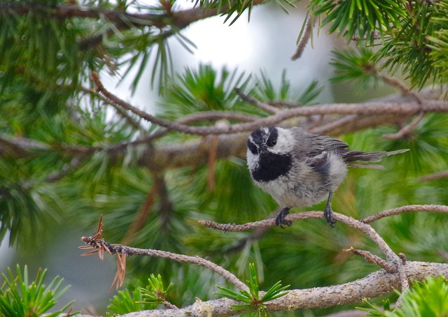 Mountain Chickadee