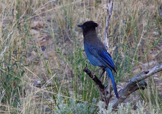 Steller´s Jay