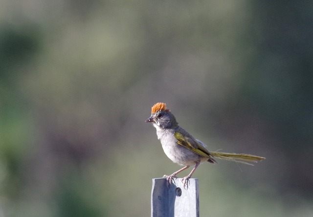 Green-tailed Towhee