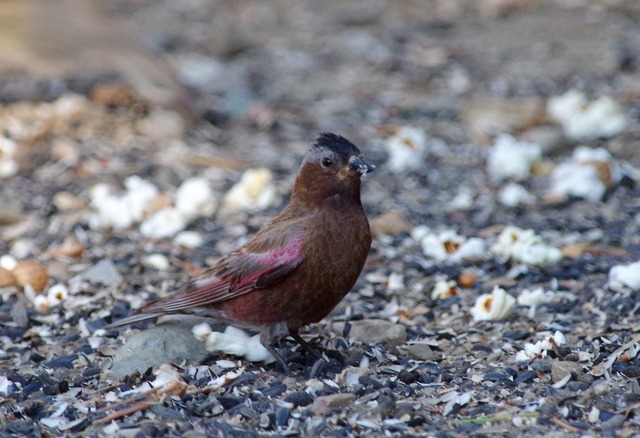 Grey-crowned Rosy-finch