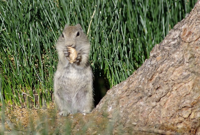 Chipmunk sp.