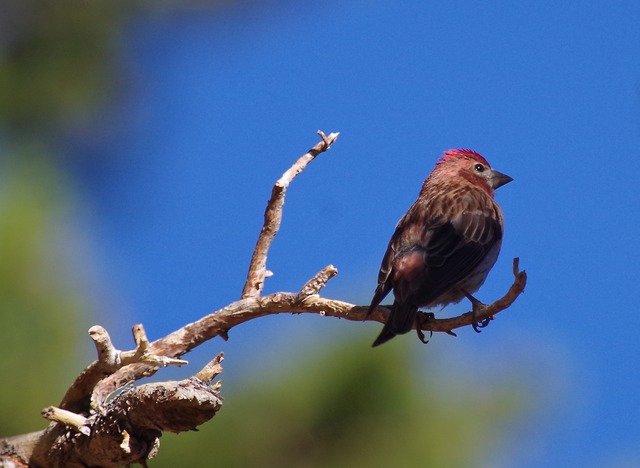 Cassin´s Finch