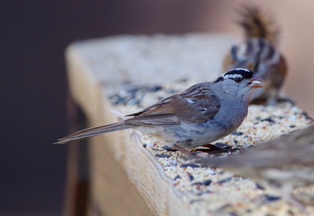 White-crowned Sparrow