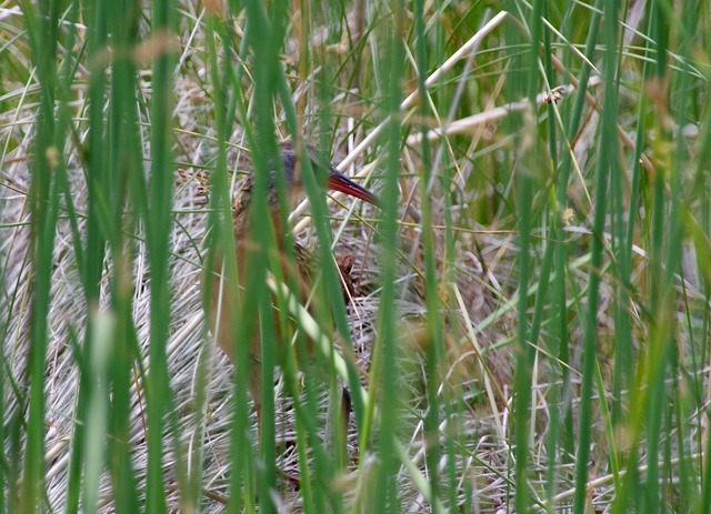 Virginia Rail