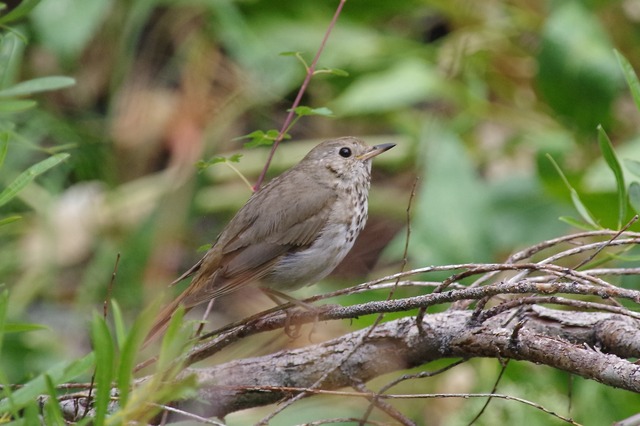 Hermit Thrush