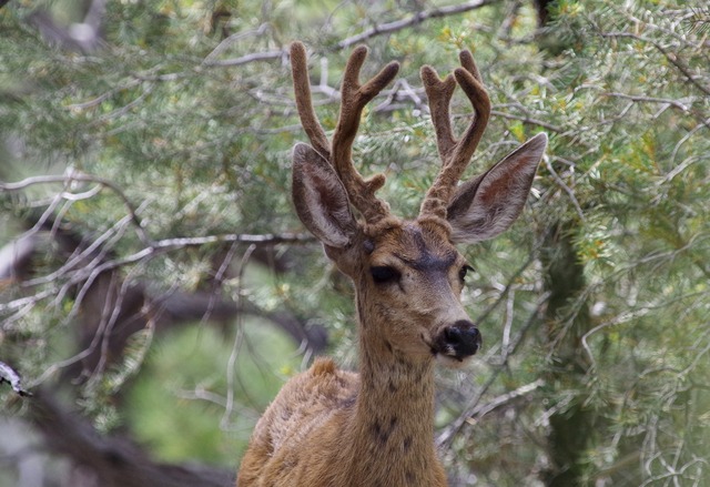 Mule Deer