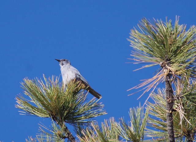 Pinyon Jay