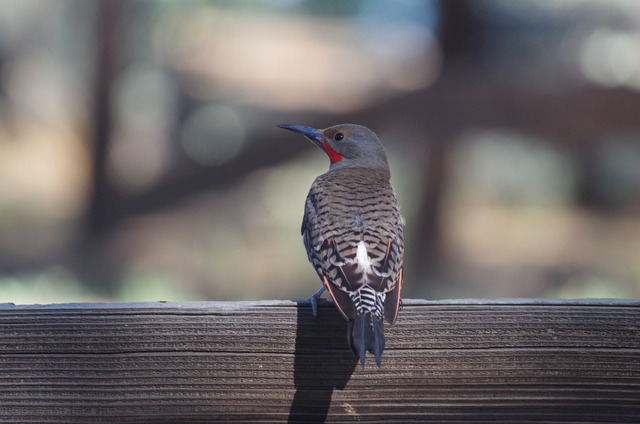 Northern Flicker