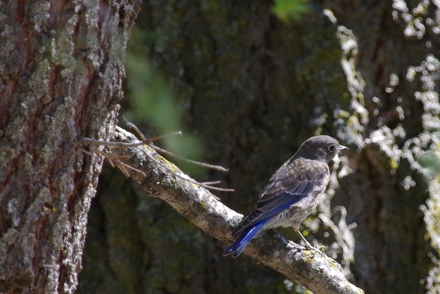 Western Bluebird